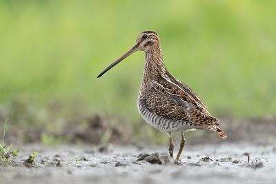 Watersnip - Common Snipe