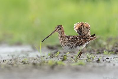 Watersnip - Common Snipe