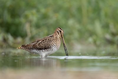 Watersnip - Common Snipe
