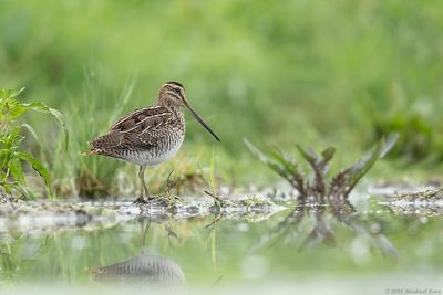 Watersnip - Common Snipe