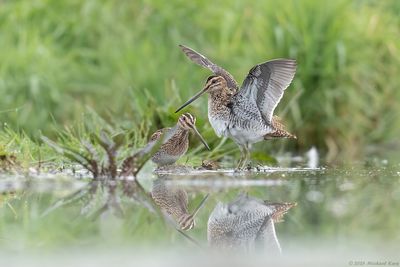Watersnip - Common Snipe
