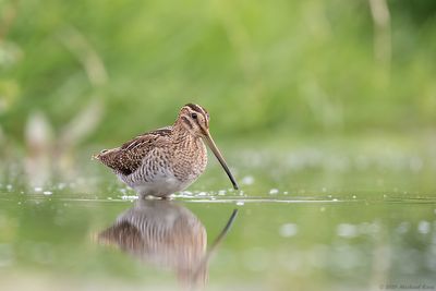 Watersnip - Common Snipe