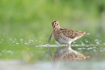 Watersnip - Common Snipe