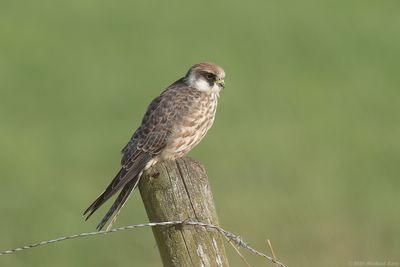 Roodpootvalk - Red-footed Falcon