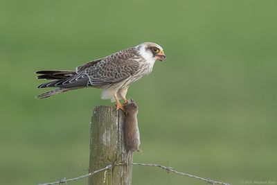 Roodpootvalk - Red-footed Falcon