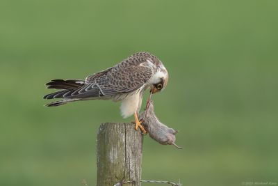 Roodpootvalk - Red-footed Falcon