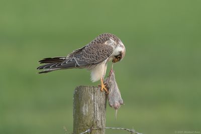 Roodpootvalk - Red-footed Falcon