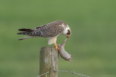 Roodpootvalk - Red-footed Falcon