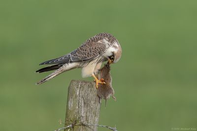 Roodpootvalk - Red-footed Falcon