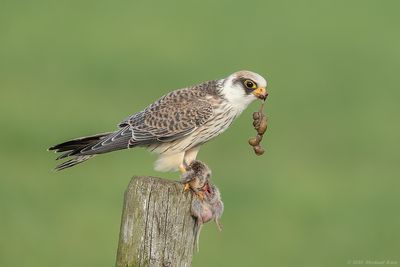 Roodpootvalk - Red-footed Falcon