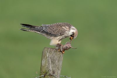 Roodpootvalk - Red-footed Falcon