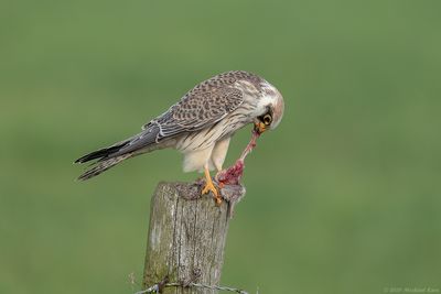 Roodpootvalk - Red-footed Falcon