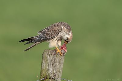 Roodpootvalk - Red-footed Falcon