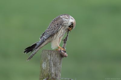 Roodpootvalk - Red-footed Falcon