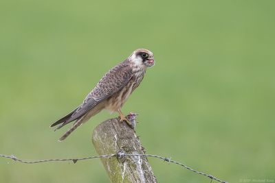 Roodpootvalk - Red-footed Falcon