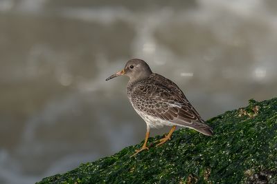 Paarse Strandloper - Purple Sandpiper