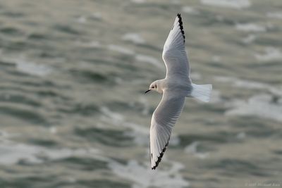 Kleine Kokmeeuw - Boneparte's Gull
