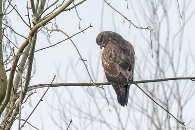 Buizerd - Buzzard