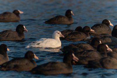 Meerkoet - Common Coot