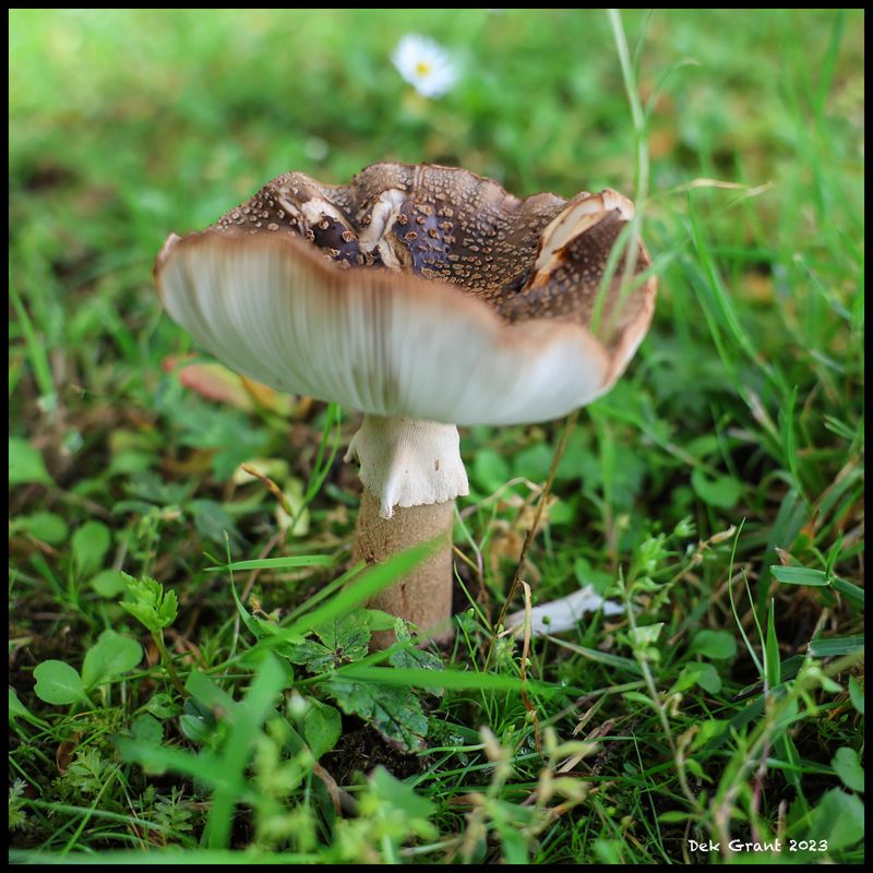 Shroom