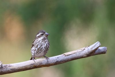Purple Finch  (female)