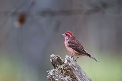 Purple Finch  ( male)