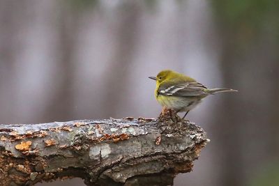 Pine Warbler
