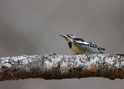 Yellow-bellied Sapsucker