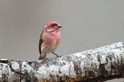Purple Finch  ( male)