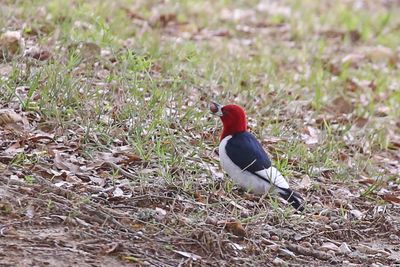 Red-Headed Woodpecker