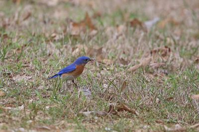 Eastern Bluebird