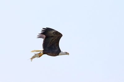 Bald Eagle