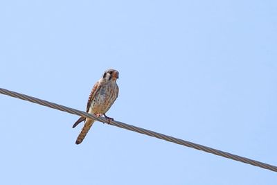 Kestrel