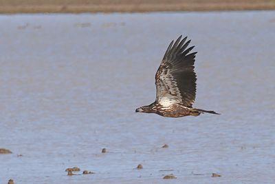 Juvenile Bald Eagle