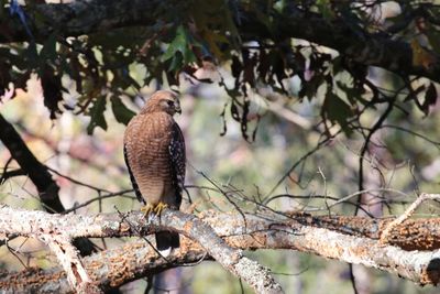 Red-shouldered Hawk