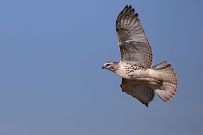 Juvenile Red-tail Hawk