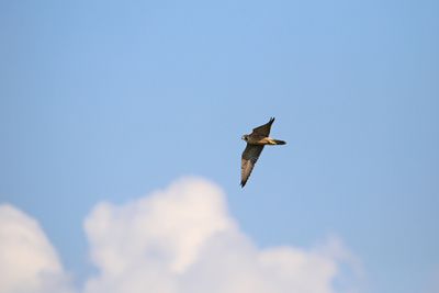 Peregrine Falcon