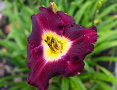 wky_botanical_gardens