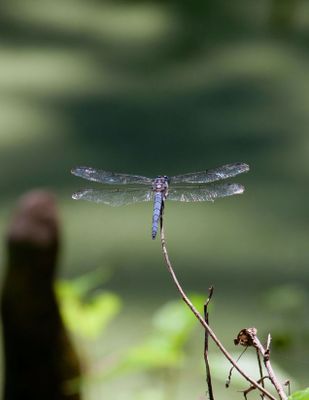 IMG_8052.jpg