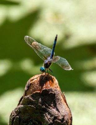IMG_8054.jpg