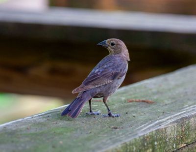 IMG_8079.jpg