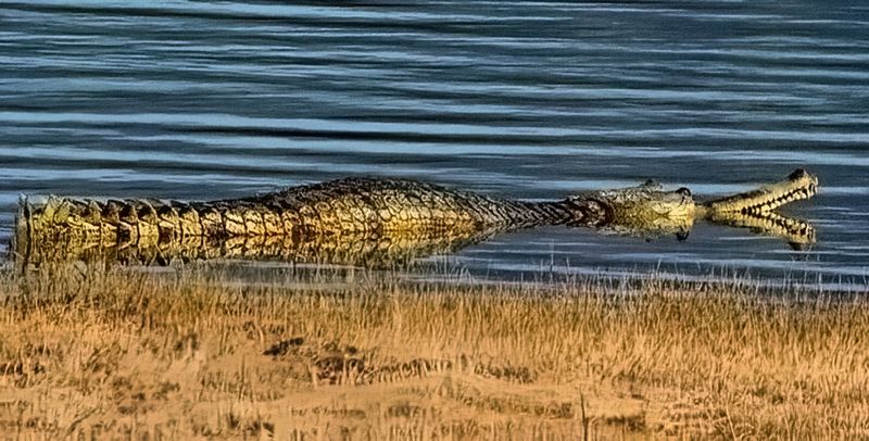 Smile Of The Crocodile