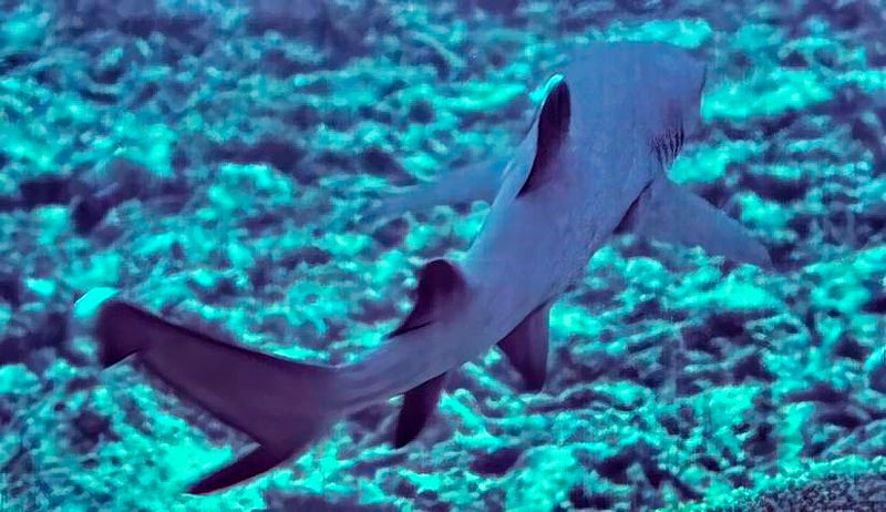 Baby Whitetip Shark 