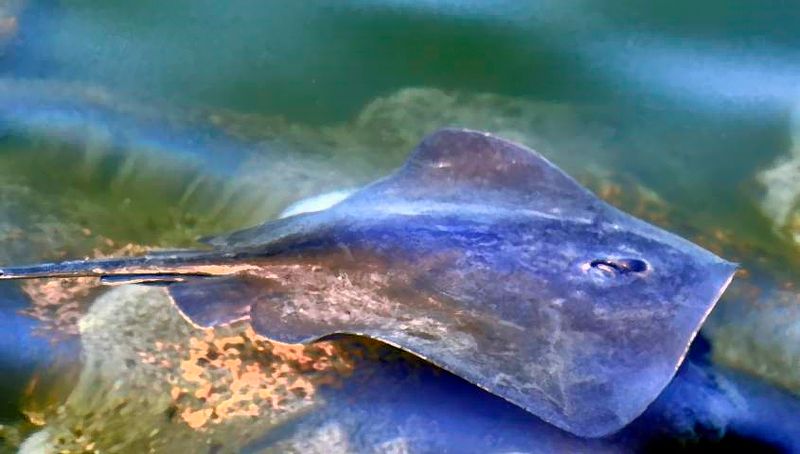 Ray At the Bay