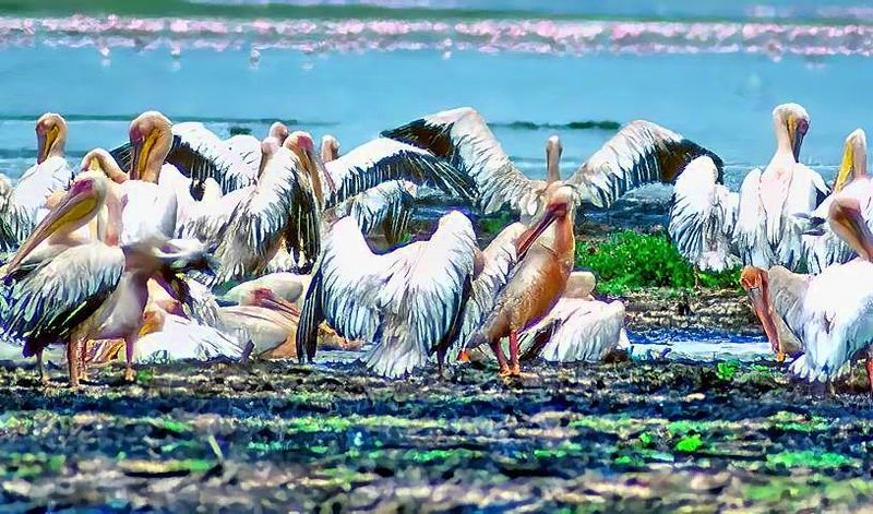 Pelicans Cup