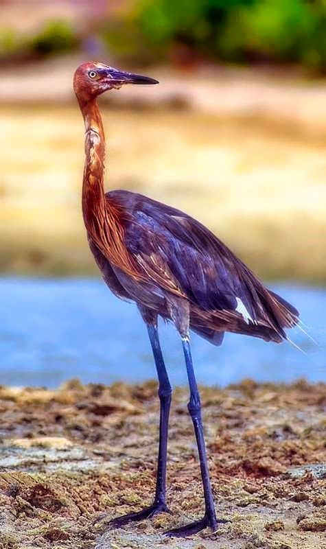 Heron, Reddish Egret (Egretta rufescens)     