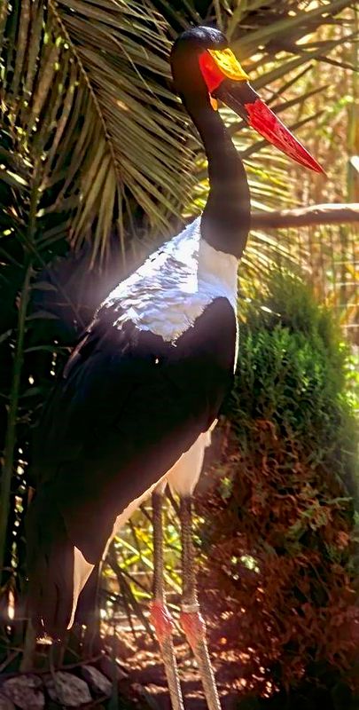 Colourful Stork