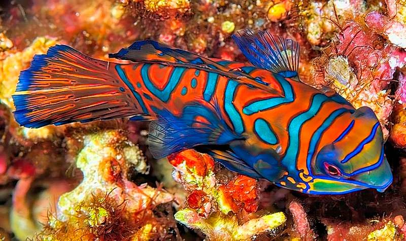 Mandarinfish, On Corals