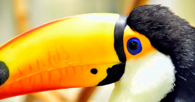 Tucans Eye