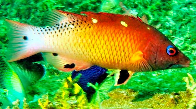 Diana Hogfish, Bodianus diana 